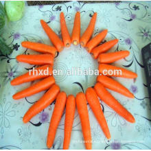China new crop fresh red carrot with lower price